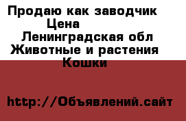 Продаю как заводчик  › Цена ­ 15 000 - Ленинградская обл. Животные и растения » Кошки   